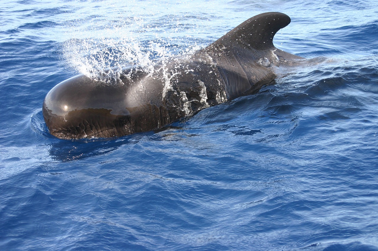 Understanding the Role of Whale Activity in Market Trends